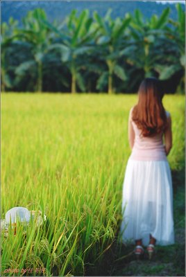听丨这首《稻香》让人生回到最初的美好