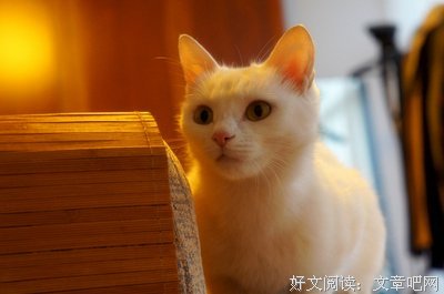 忘记呼吸的猫名言名句
