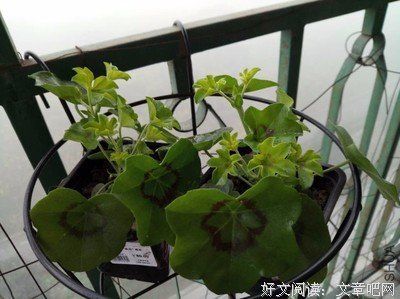 最全的《陌上花开》好段摘抄