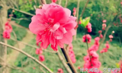 这几类男女桃花运就是财运，桃花运越旺盛，财运越好！