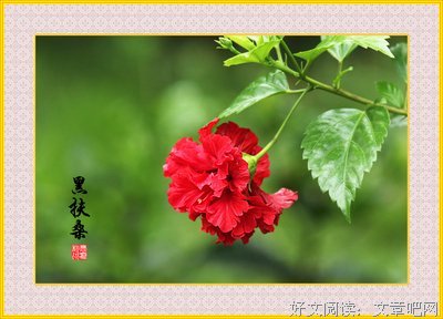黑花的名人名言