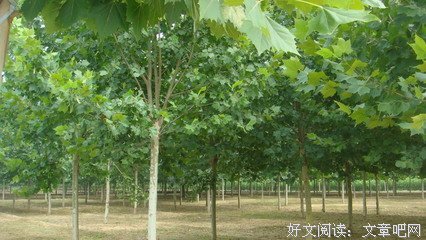 《奔月》小说摘抄