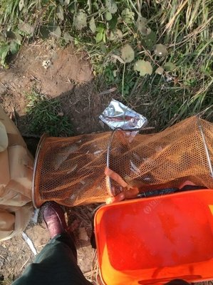 《鲶鱼》观后感10篇