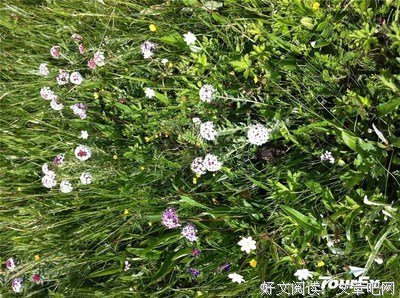 阿坝州，究竟有多美？