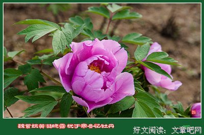 关于晓露的格言