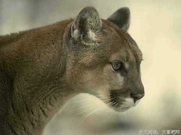 《猫科大战》的观后感10篇