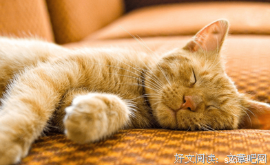 《小猫杰西：因为你我爱上这个世界》经典读后感10篇