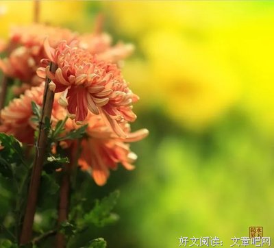 早读：感恩，生命列车中同行的你