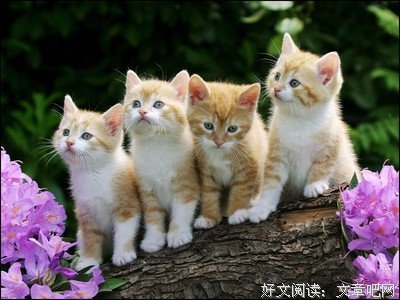 最全的《重生喵喵喵》经典语录