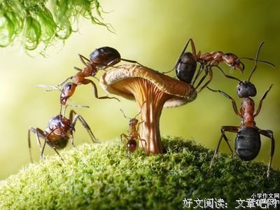 《O2O进化论》读后感10篇