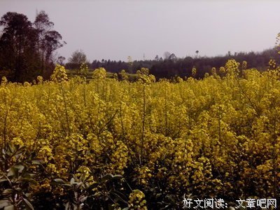 《三尸语》番外34 六道轮回