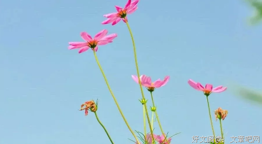 赏读丨盛夏，寻一份清凉