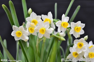 明日绽放的花蕾读后感10篇