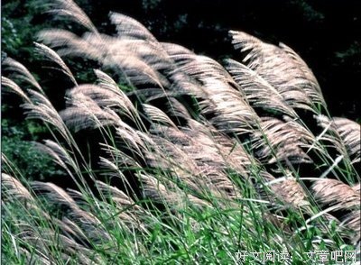 散文连苑丨∮ 追寻芦苇荡