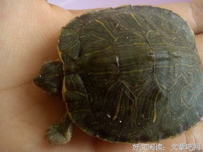这不是好人，这是一个缩头乌龟