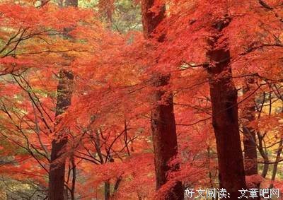 人心如落叶(非常经典)