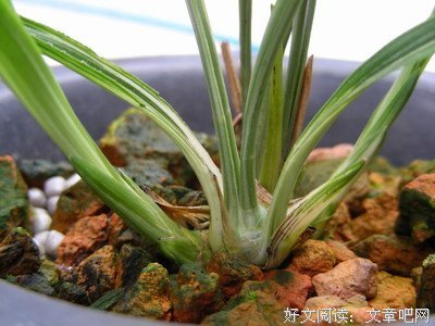 《双面玛莎》经典影评10篇