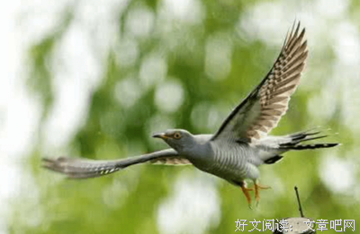 《奇鸟行状录》读后感10篇