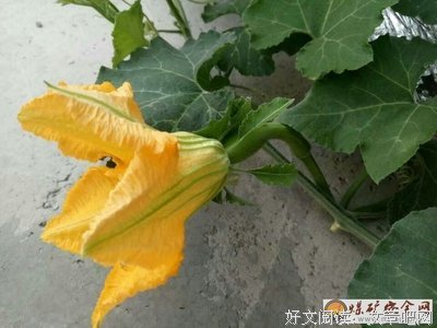南瓜花开