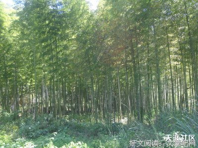 【我的生活】绿色田园我的家
