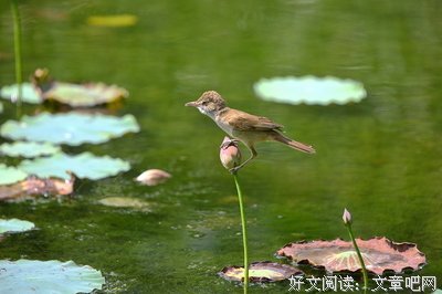 醉荷（好美！）
