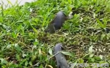【图】认真走路却总被绊倒，看了你们的回复我更怕了....