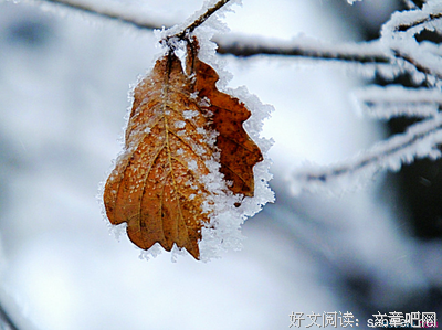 《一片叶子落下来》读后感10篇
