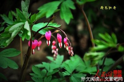 关于分高的名言