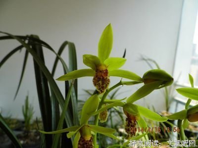 听说你有点「绿」？