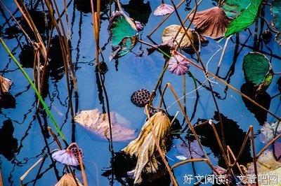 最新的《起风了》经典名句大全