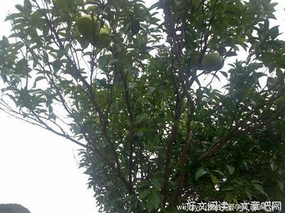 深情录之柚子树 | 菩萨，请你为我打打气