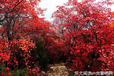 最全的《灵性深处开莲花》经典句子大全