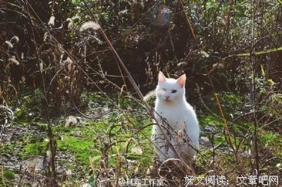 5万买下200平婚房，捡破烂爆改，这对夫妻却把生活过成了宫崎骏动