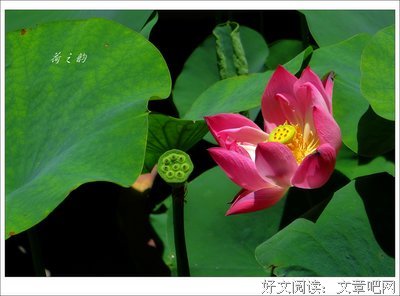 荷韵悠悠
