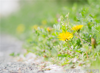 《一生一次的假期》读后感10篇