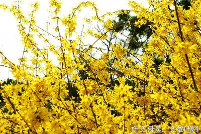 有关古典的美句摘抄