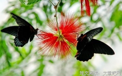 关于燕尾蝶的名言
