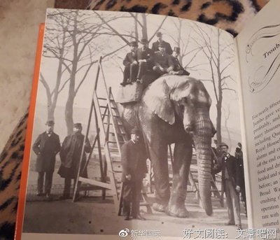 关于小飞象的座右铭