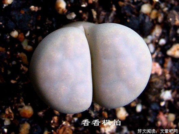 “长这X样，摸你屁股怎么了？”