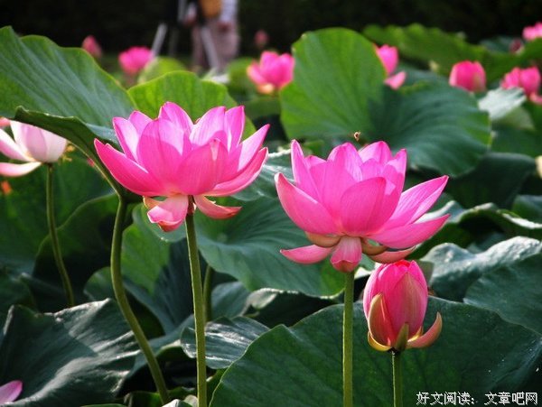 最经典的《莲花》经典语录