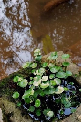 今日大暑，一年中最热的日子全家这样吃，保你百病全消一年不生病