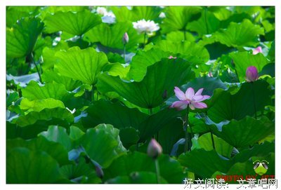 无莲不盛夏