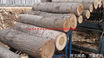 微·虚构 | 杨木：一九九五