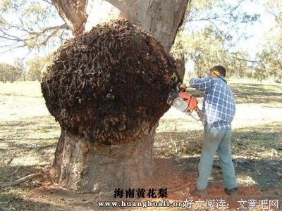 关于樱子的格言