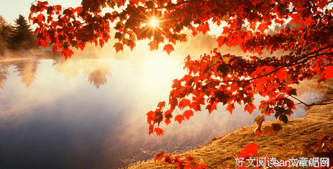 鲍勃·迪的语句摘抄_关于鲍勃·迪的语句