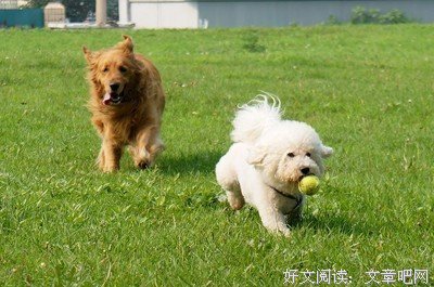 阿猫格言警句
