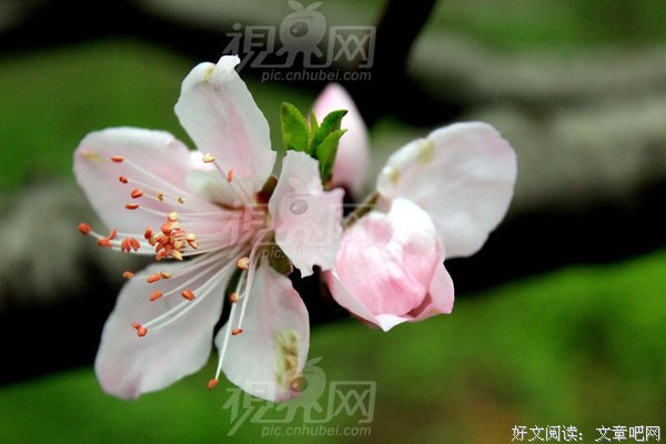 桃花