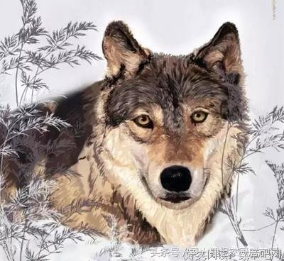 狼群被逼去吃草，太经典了！