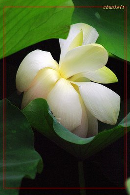 精美语句