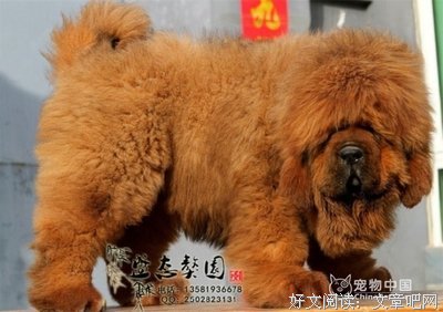 有关八会生长安的句子